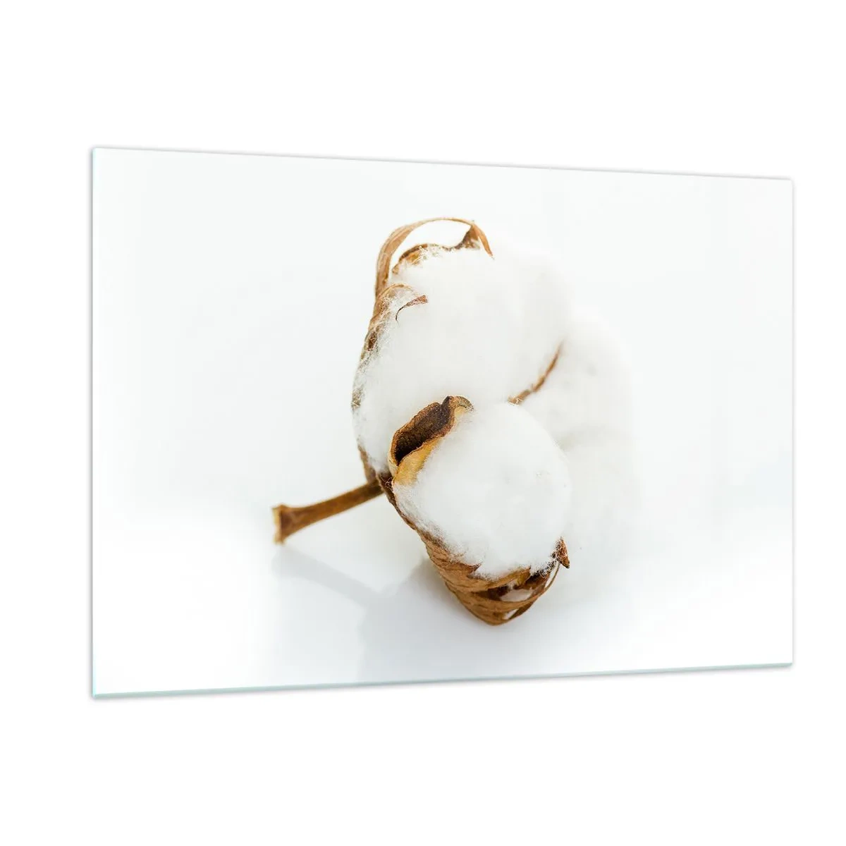 Cuadro sobre vidrio - Impresiones sobre Vidrio - Una sola flor de algodón esponjosa sobre un fondo blanco. - 120x80cm - Suave por naturaleza - Decoración de pared moderna para salón y dormitorio ARTTOR