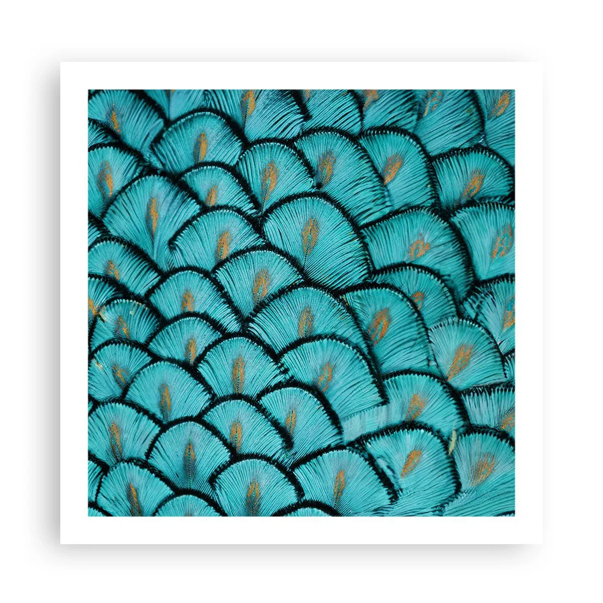 Póster - La gran gala de las plumas - 60x60 cm
