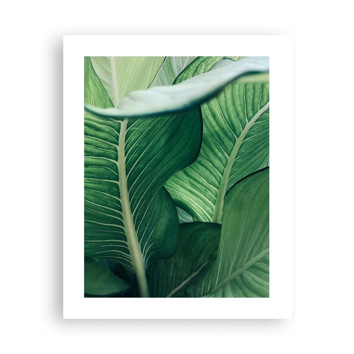 Póster - Vida intensamente verde - 40x50 cm