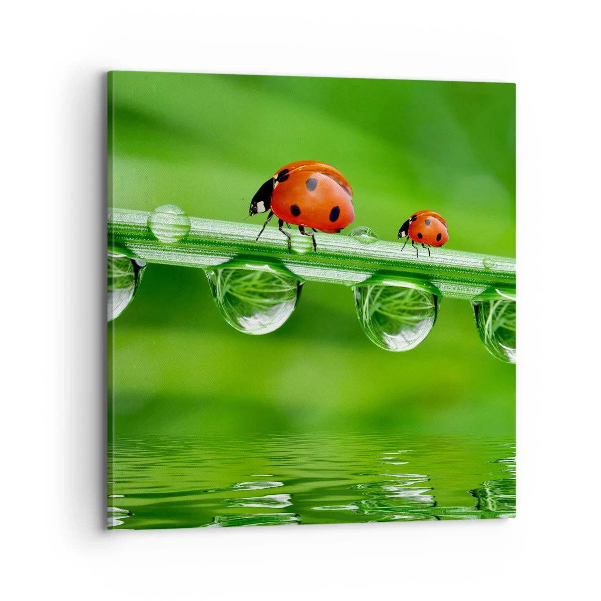 Cuadro sobre lienzo - Impresión de Imagen - En el camino todo el verano - 70x70 cm