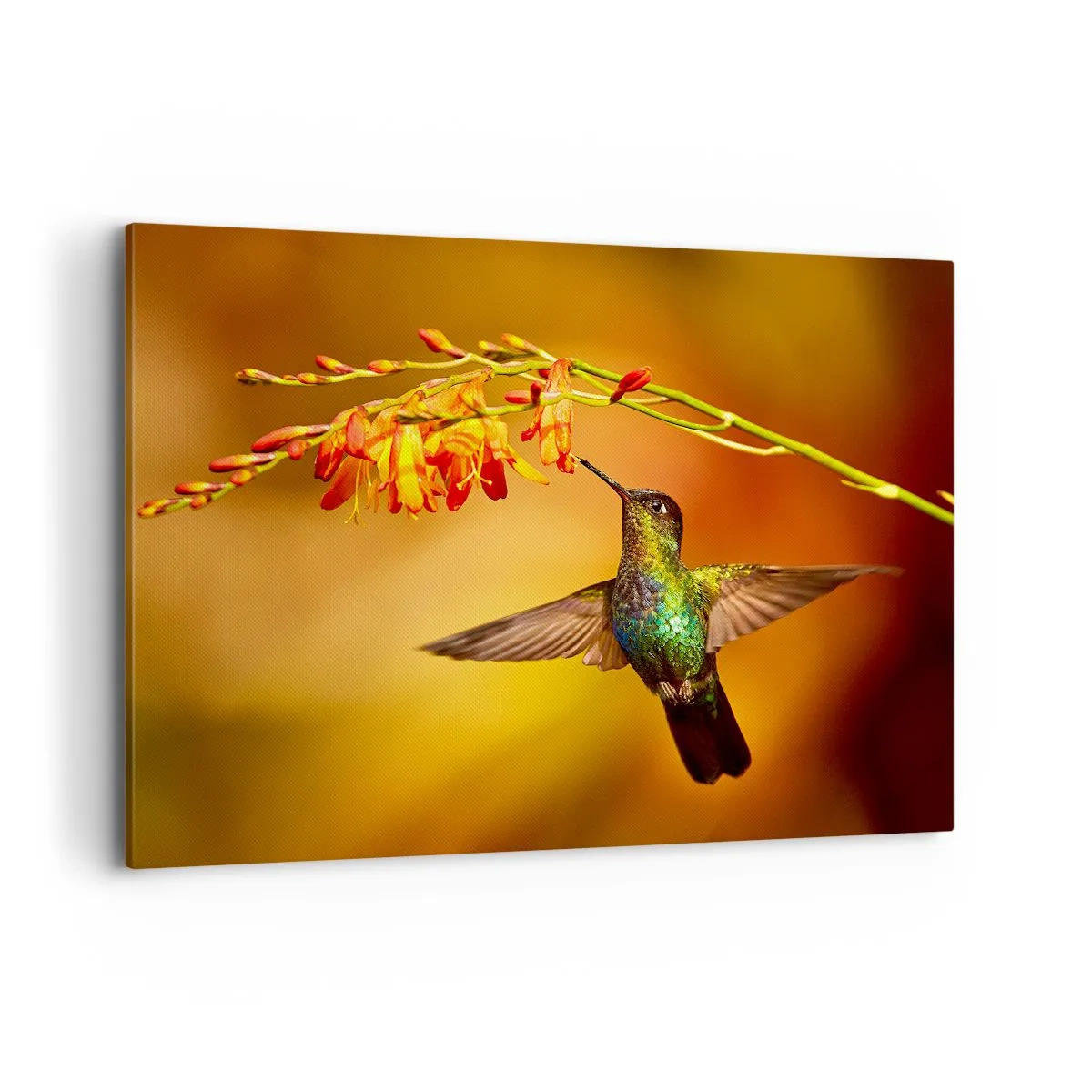 Cuadro sobre lienzo - Impresión de Imagen - Colibrí junto a una flor bajo la cálida luz - 100x70cm - Mensajero de la luz - Decoración de pared moderna para salón y dormitorio ARTTOR