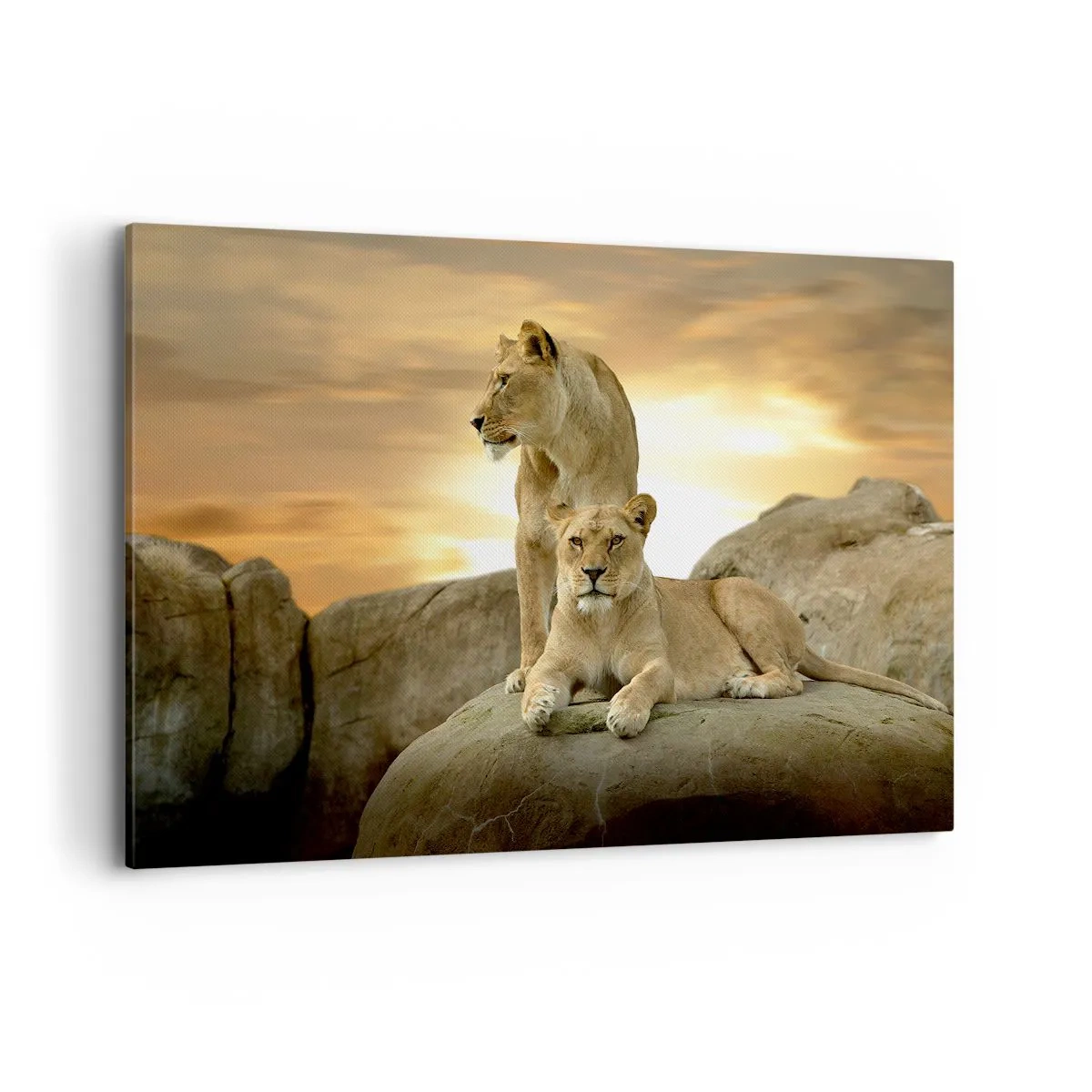 Cuadro sobre lienzo - Impresión de Imagen - Dos leonas descansando sobre una roca durante la puesta de sol - 120x80cm - Majestuosidad real - Decoración de pared moderna para salón y dormitorio ARTTOR