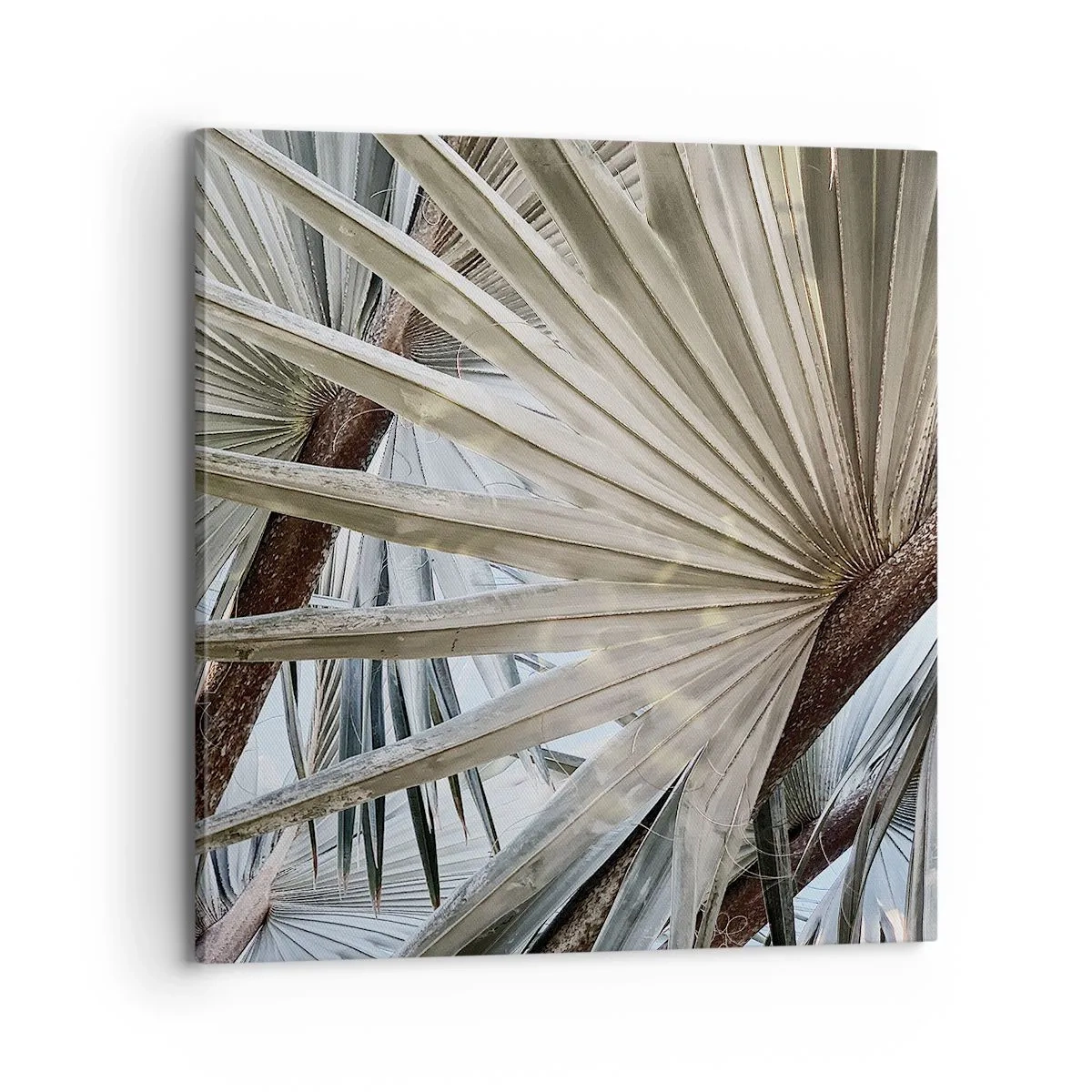 Cuadro sobre lienzo - Impresión de Imagen - Abanicos en el trópico - 70x70 cm