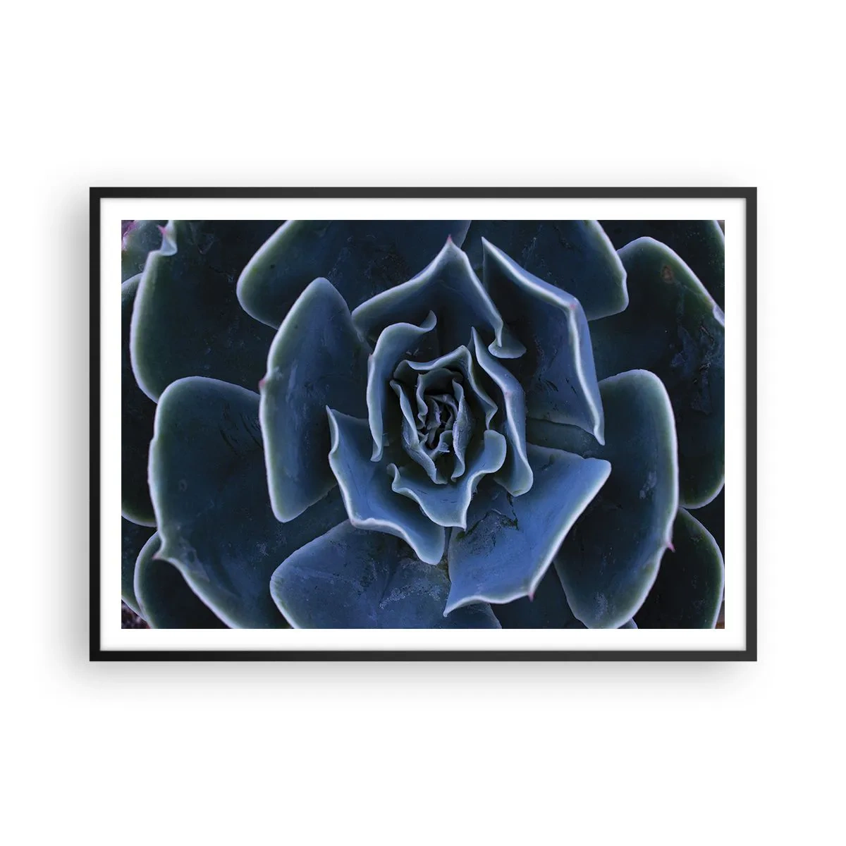 Póster en marco negro - Primer plano de una roseta suculenta verde - 100x70cm - Flor del desierto - Decoración de pared moderna para salón y dormitorio ARTTOR