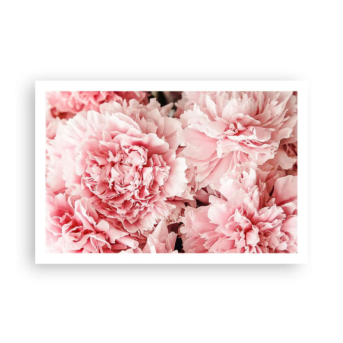 Póster - Sueño rosa - 91x61 cm