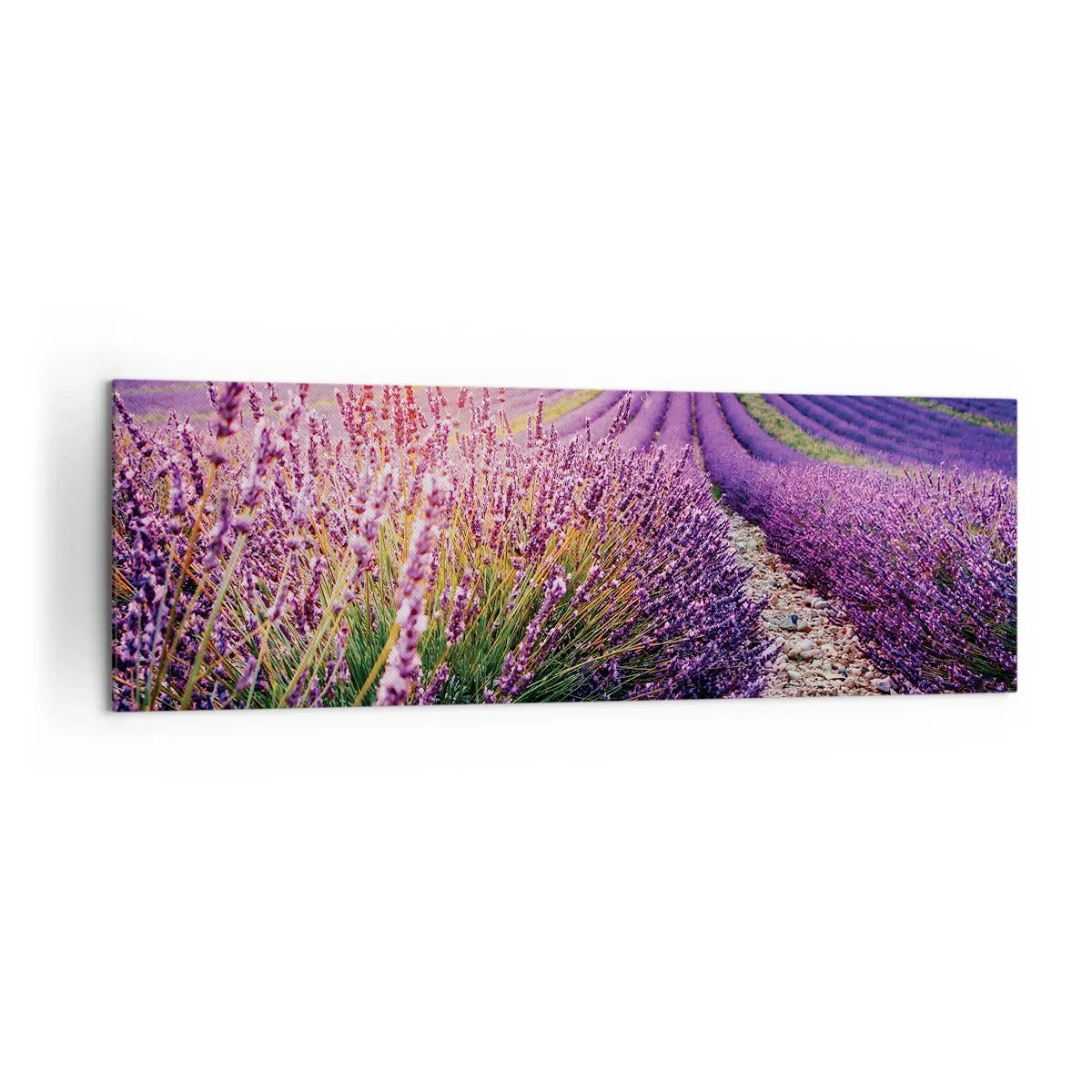Cuadro sobre lienzo - Impresión de Imagen - Campo de lavanda al atardecer - 160x50cm - Pradera fragante - Decoración de pared moderna para salón y dormitorio ARTTOR