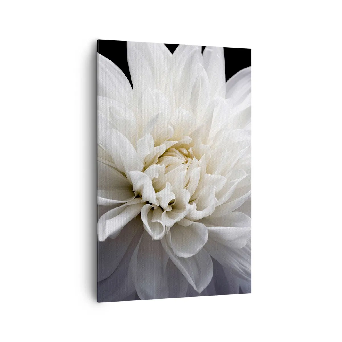 Cuadro sobre lienzo - Impresión de Imagen - Una delicada flor blanca sobre un fondo negro en una elegante composición. - 80x120cm - La novia de la mañana - Decoración de pared moderna para salón y dormitorio ARTTOR