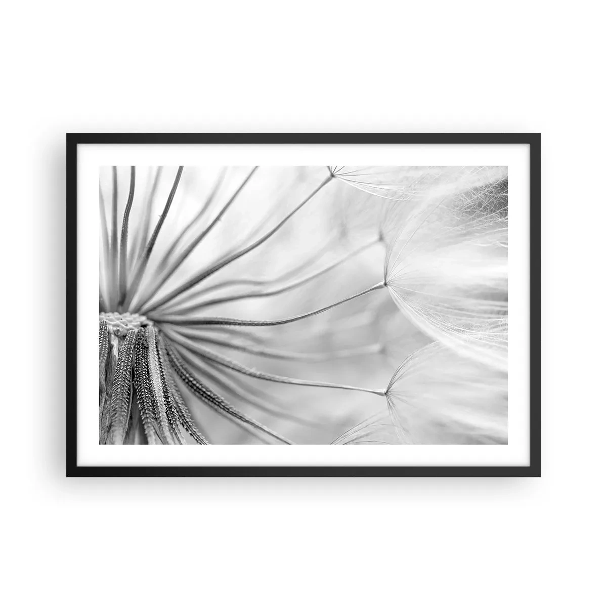 Póster en marco negro - Delicados dientes de león en tonos blanco y negro. - 70x50cm - Caricias del viento - Decoración de pared moderna para salón y dormitorio ARTTOR