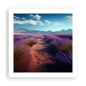 Póster - Campos fragantes - 50x50 cm