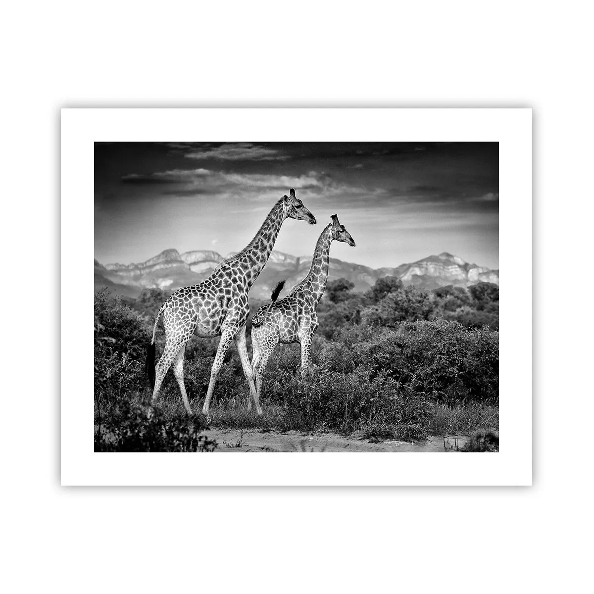 Póster - La clase alta de África - 50x40 cm