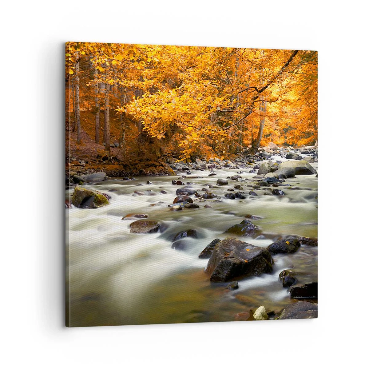 Cuadro sobre lienzo - Impresión de Imagen - Un arroyo en un bosque dorado - 60x60 cm