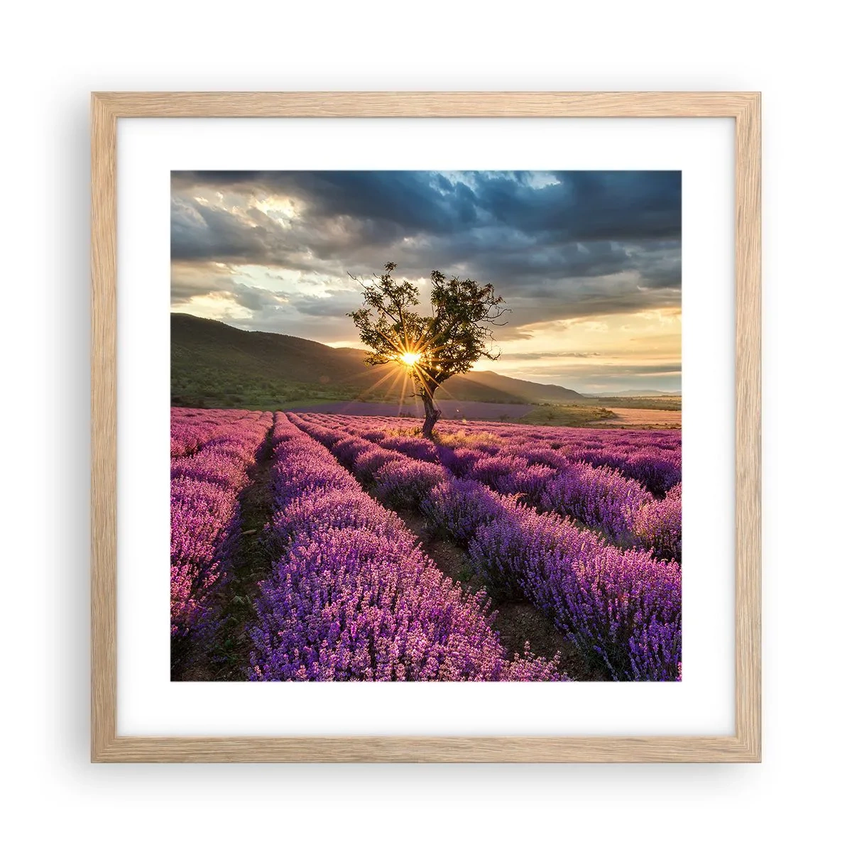 Póster en marco roble claro - Aroma en lila - 40x40 cm