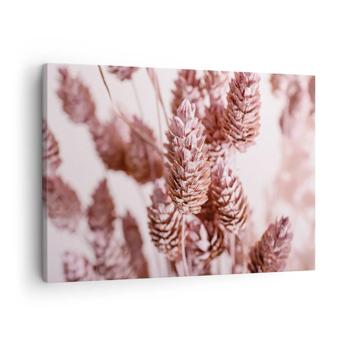 Cuadro sobre lienzo - Impresión de Imagen - Un primer plano de las delicadas espigas rosadas de las hierbas ornamentales. - 70x50cm - Aparentemente discreto - Decoración de pared moderna para salón y dormitorio ARTTOR