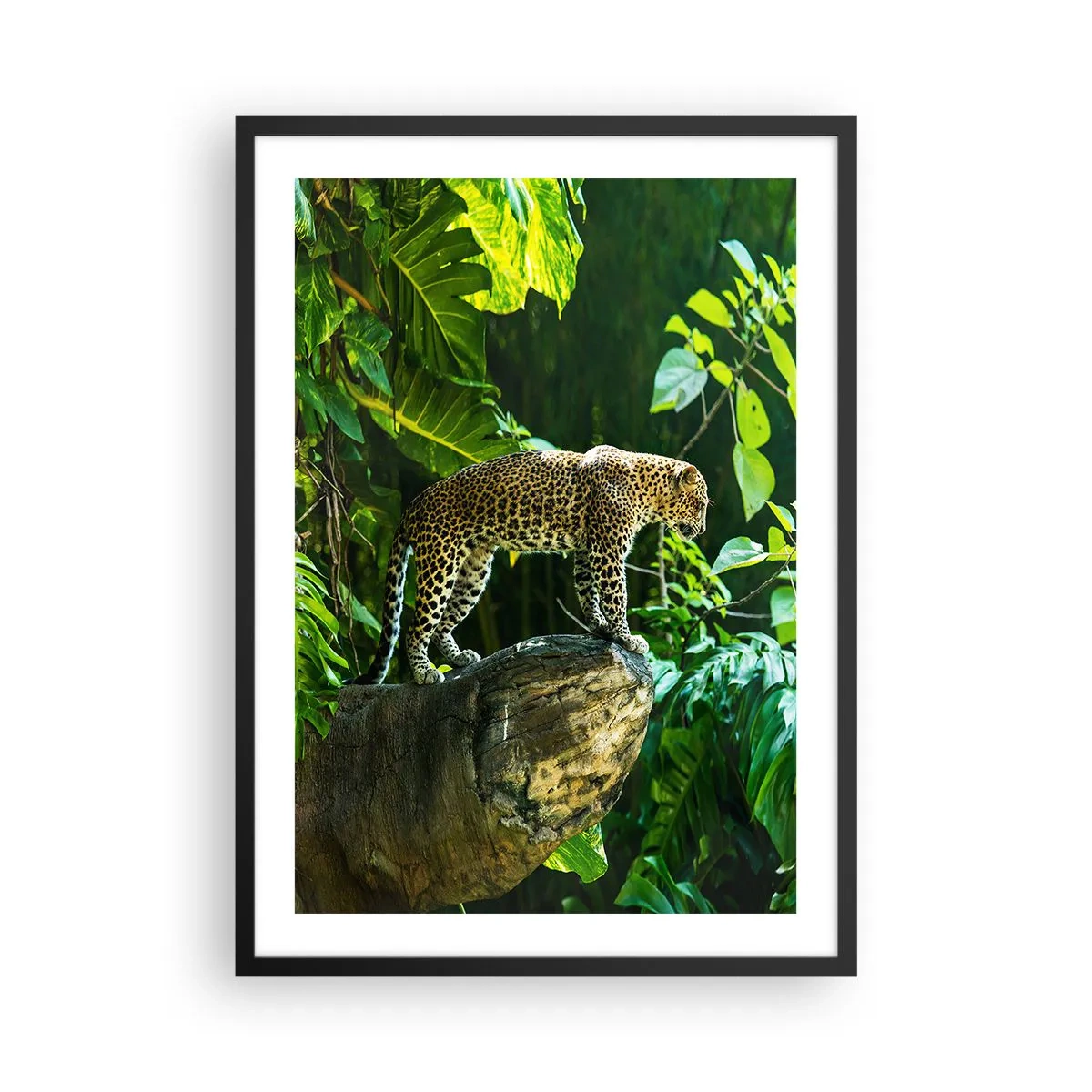 Póster en marco negro - Un leopardo de pie sobre una roca en un bosque tropical. - 50x70cm - ¿A la caza? - Decoración de pared moderna para salón y dormitorio ARTTOR