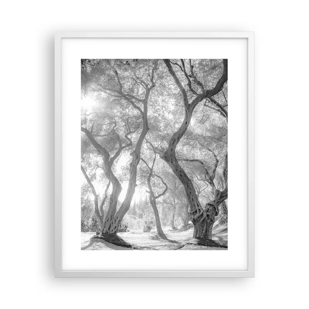 Póster en marco blanco - En un olivar - 40x50 cm