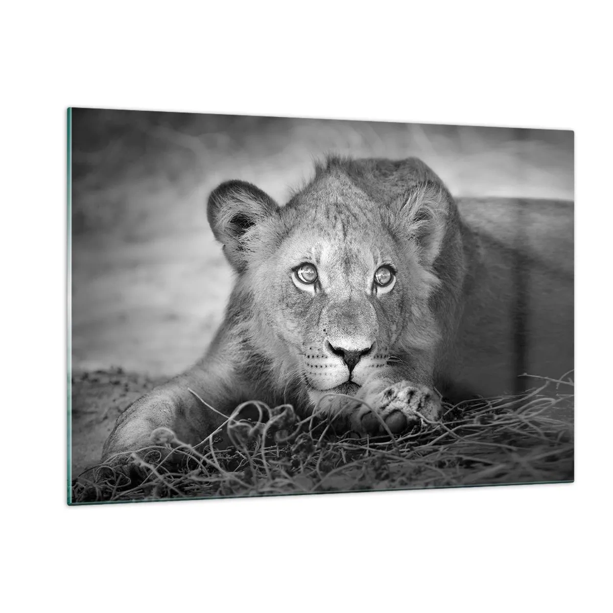 Cuadro sobre vidrio - Impresiones sobre Vidrio - Un cachorro de león en blanco y negro mirando a la cámara. - 120x80cm - Un cachorro real - Decoración de pared moderna para salón y dormitorio ARTTOR