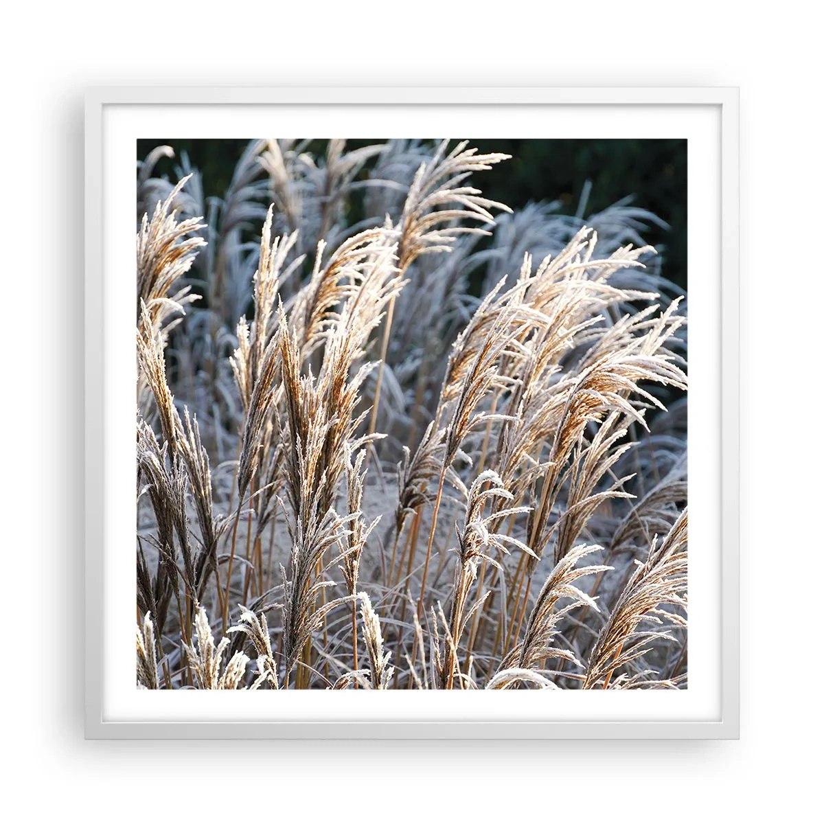 Póster en marco blanco - Campos y campos - 60x60 cm