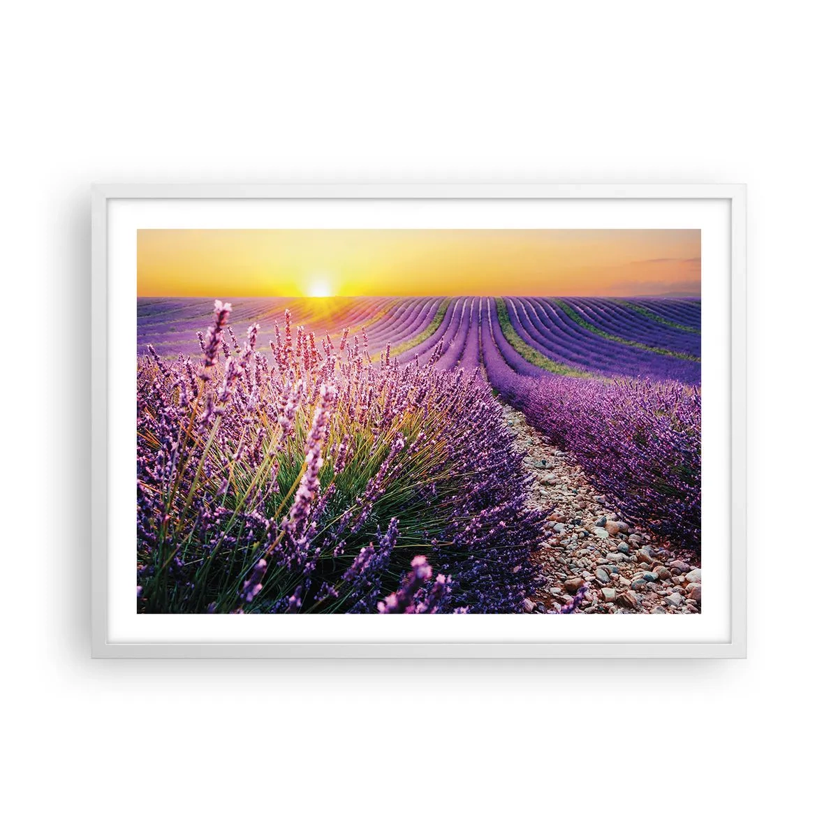 Póster en marco blanco - Pradera fragante - 70x50 cm