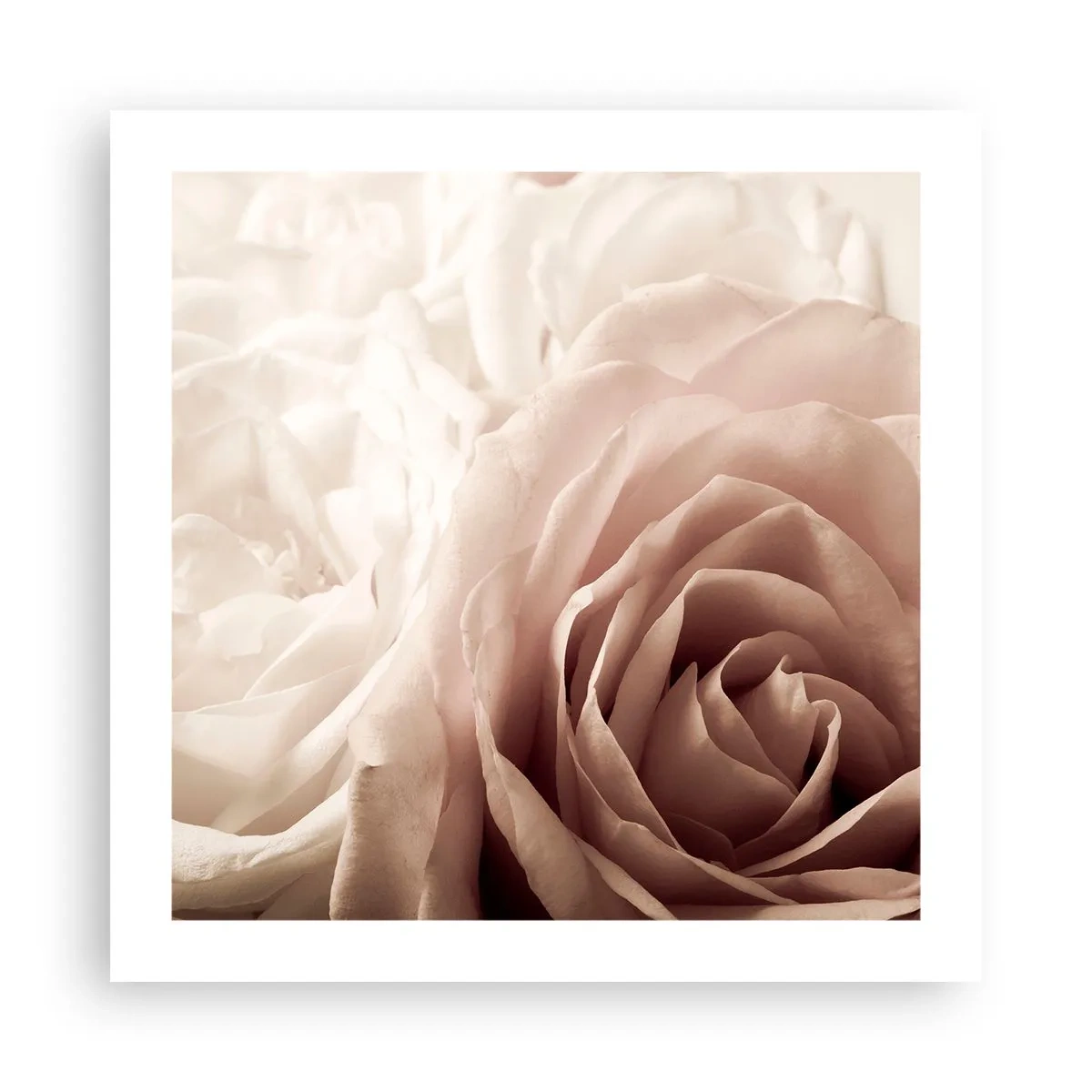 Póster - En el corazón de una rosa - 50x50 cm