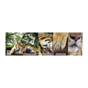 Muestra de fotomural Premium Canvas - Atentamente - Tigre, animales, Depredador - 100x30 cm