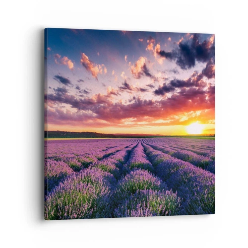 Cuadro sobre lienzo - Impresión de Imagen - El mundo de la lavanda - 40x40 cm