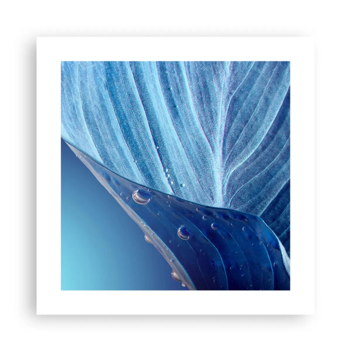 Póster - Gotas ocultas de azul - 40x40 cm