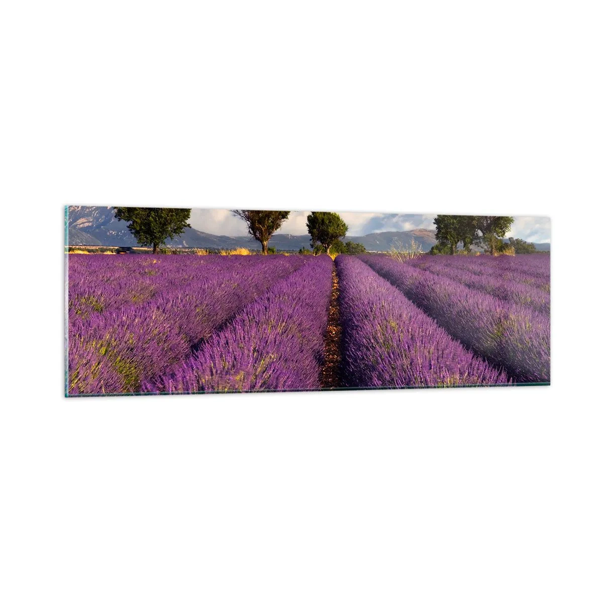 Cuadro sobre vidrio - Impresiones sobre Vidrio - Campos de lavanda - 90x30 cm