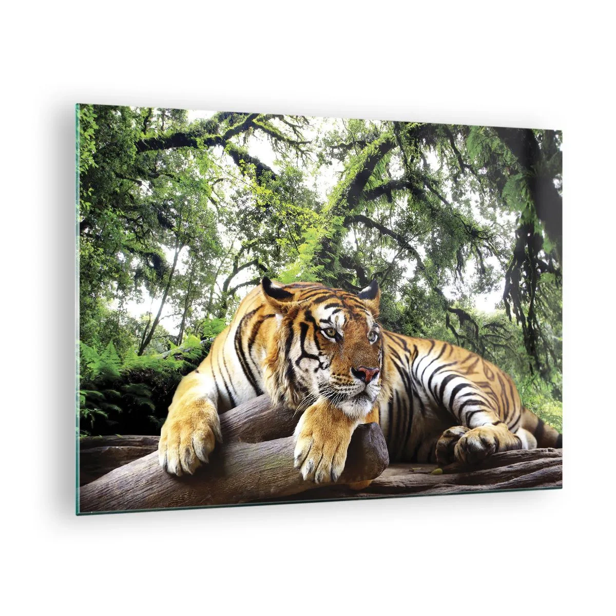 Cuadro sobre vidrio - Impresiones sobre Vidrio - Un tigre descansando en un bosque tropical verde. - 70x50cm - Atentamente - Decoración de pared moderna para salón y dormitorio ARTTOR