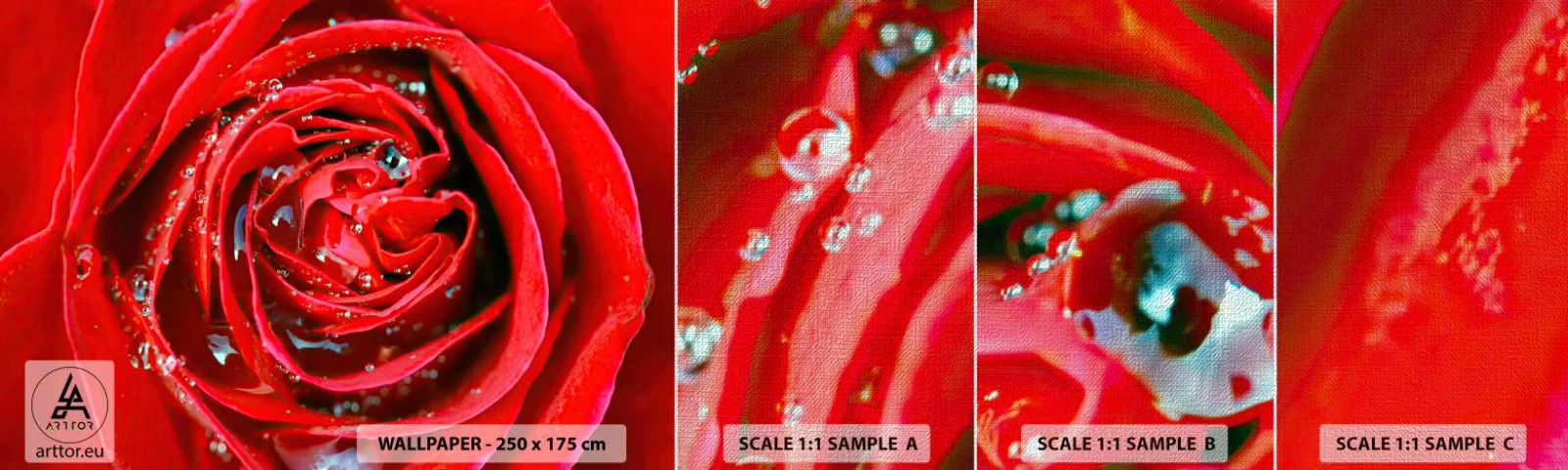 Muestra de fotomural Premium Canvas - En gotas de rocío - flores, Rosa roja, Amar - 100x30 cm