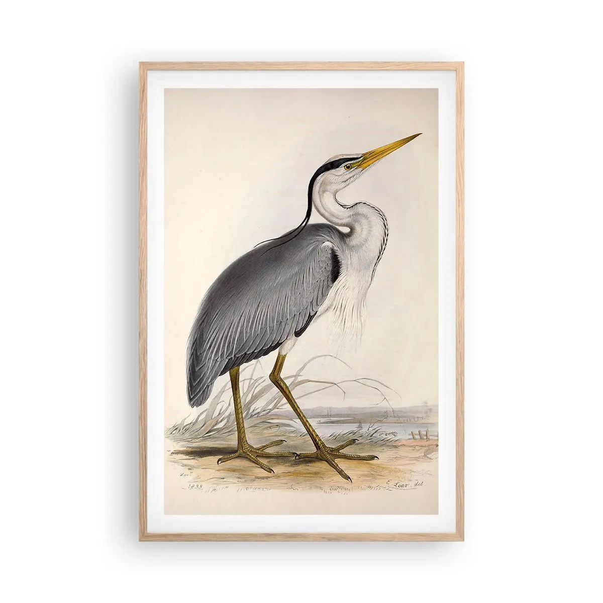 Póster en marco roble claro - Encanto de garza - 61x91 cm
