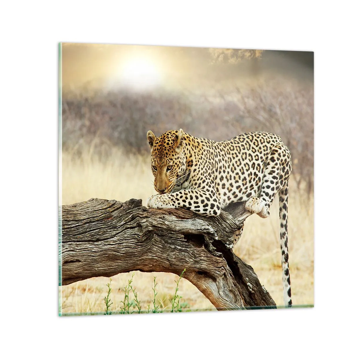 Cuadro sobre vidrio - Impresiones sobre Vidrio - Voy por mi cuenta - 60x60 cm