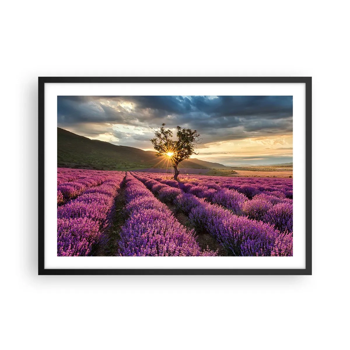 Póster en marco negro - Un campo de lavanda con un árbol solitario al atardecer. - 70x50cm - Aroma en lila - Decoración de pared moderna para salón y dormitorio ARTTOR