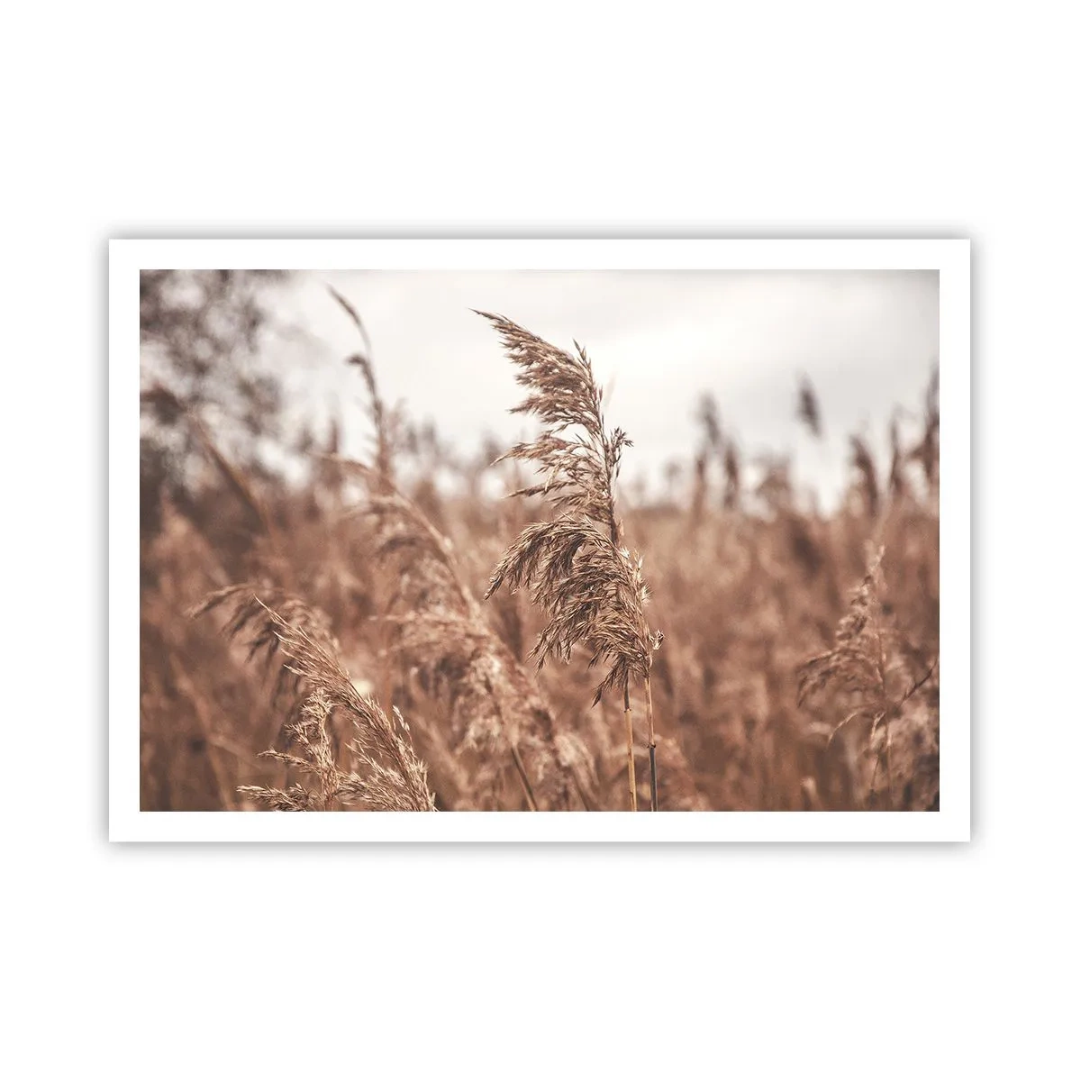 Póster - Hierbas doradas con el paisaje otoñal como telón de fondo - 100x70cm - El otoño ya está en los campos - Decoración de pared moderna para salón y dormitorio ARTTOR