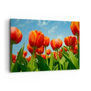 Cuadro sobre lienzo - Impresión de Imagen - Un campo de tulipanes rojos y naranjas contra un cielo azul. - 100x70cm - Excepto el cielo azul no necesitan nada en la vida - Decoración de pared moderna para salón y dormitorio ARTTOR