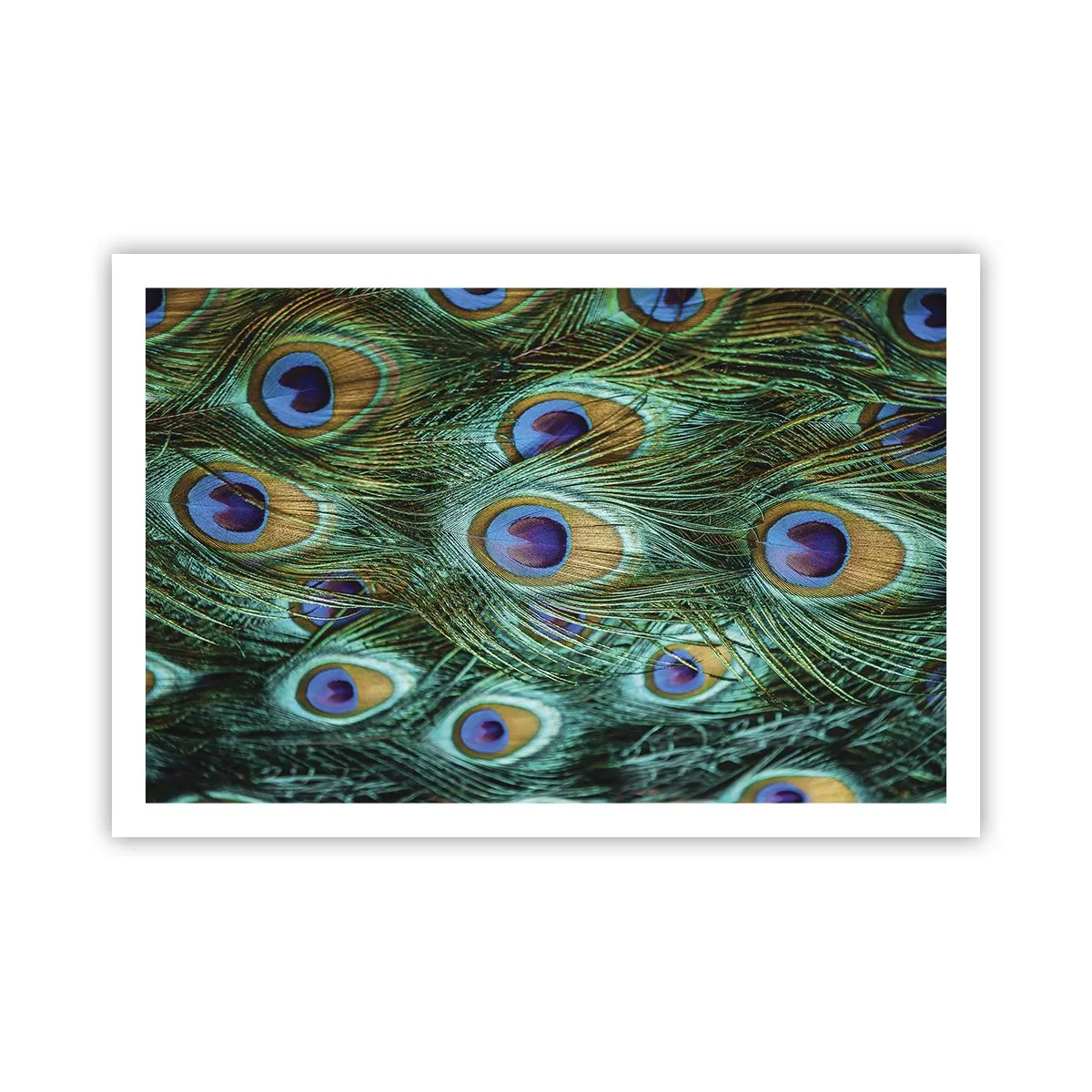 Póster - Mirada de pavo real - 91x61 cm