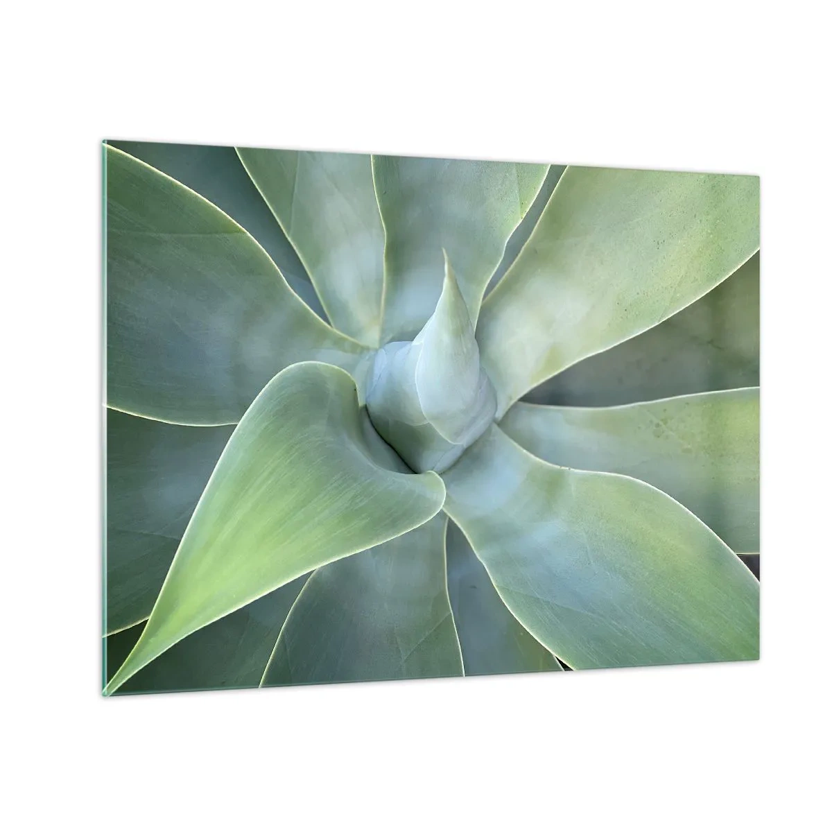 Cuadro sobre vidrio - Impresiones sobre Vidrio - Fotografía macro de una planta verde con hojas espirales. - 70x50cm - El nacimiento del verde - Decoración de pared moderna para salón y dormitorio ARTTOR