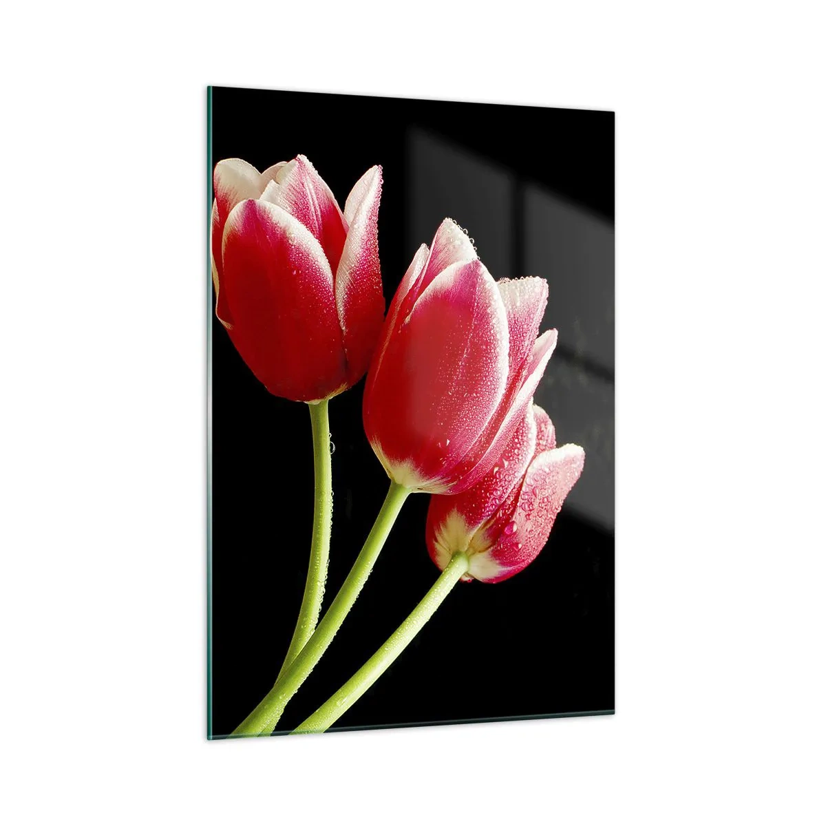 Cuadro sobre vidrio - Impresiones sobre Vidrio - Tulipanes rojos con gotas de rocío sobre un fondo negro - 50x70cm - Promesa de amor puro - Decoración de pared moderna para salón y dormitorio ARTTOR