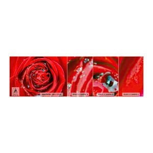 Muestra de fotomural Premium Canvas - En gotas de rocío - flores, Rosa roja, Amar - 100x30 cm