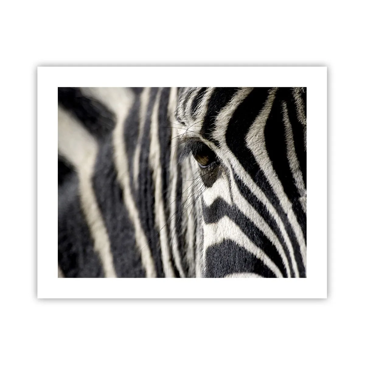 Póster - Retrato a rayas - 50x40 cm