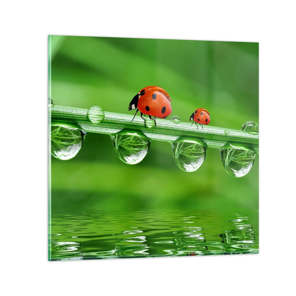 Cuadro sobre vidrio - Impresiones sobre Vidrio - En el camino todo el verano - 40x40 cm