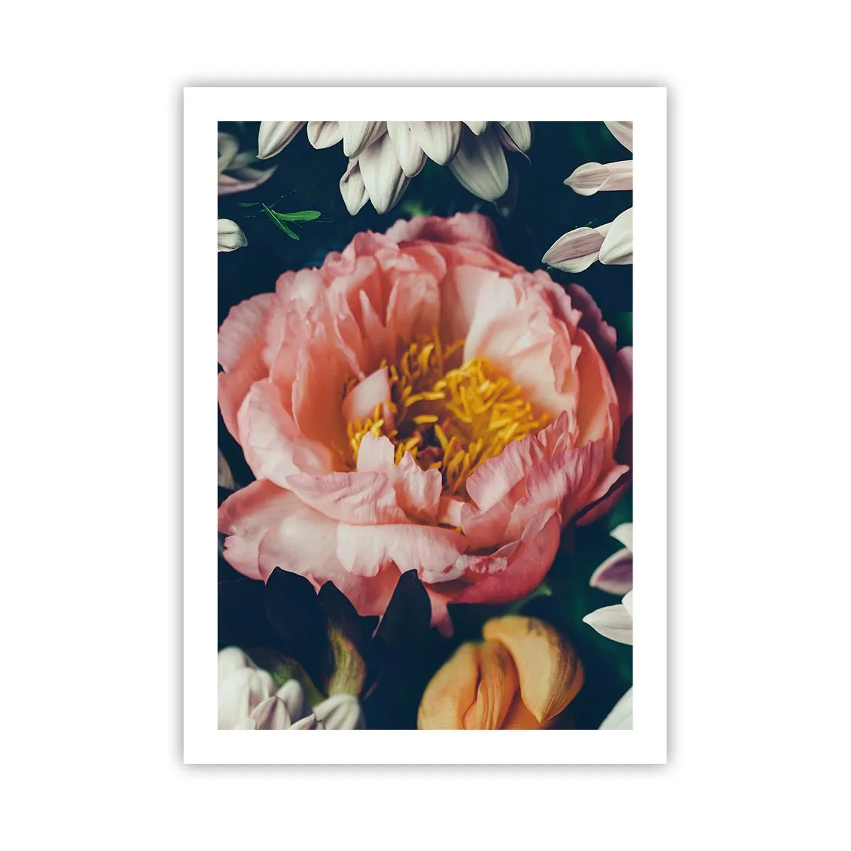 Póster - Una flor rosa con un centro amarillo rodeada de otras flores. - 50x70cm - Con esplendor barroco - Decoración de pared moderna para salón y dormitorio ARTTOR
