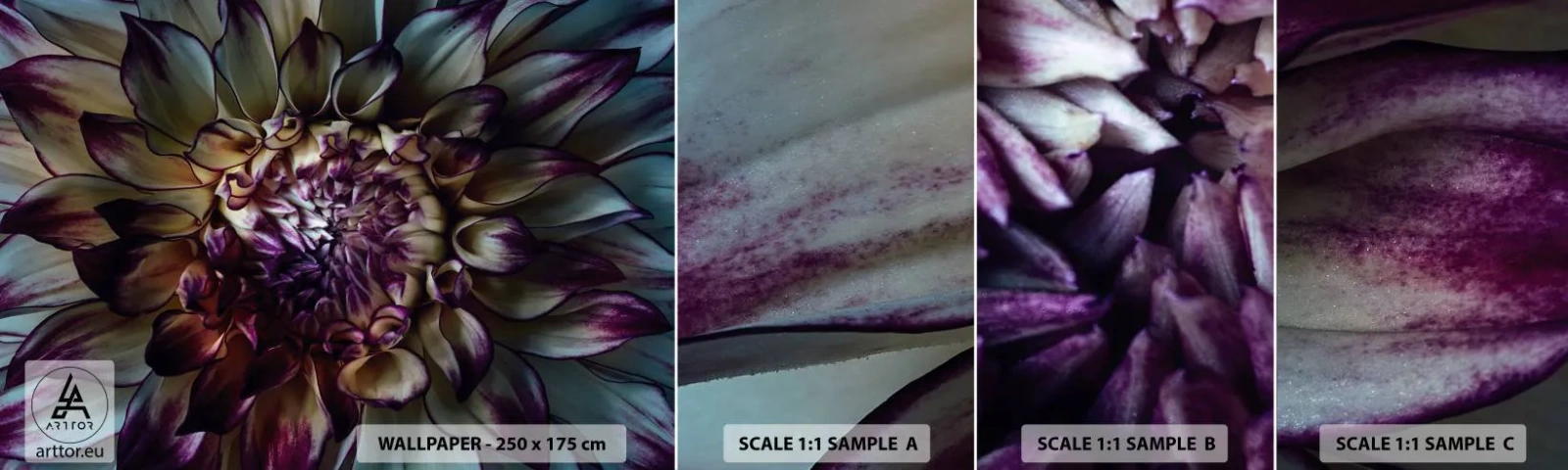 Muestra De Fotomural Standard Eco - El florecimiento de la hermosura - flores, Dalia, Flor que se abre - 100x30 cm