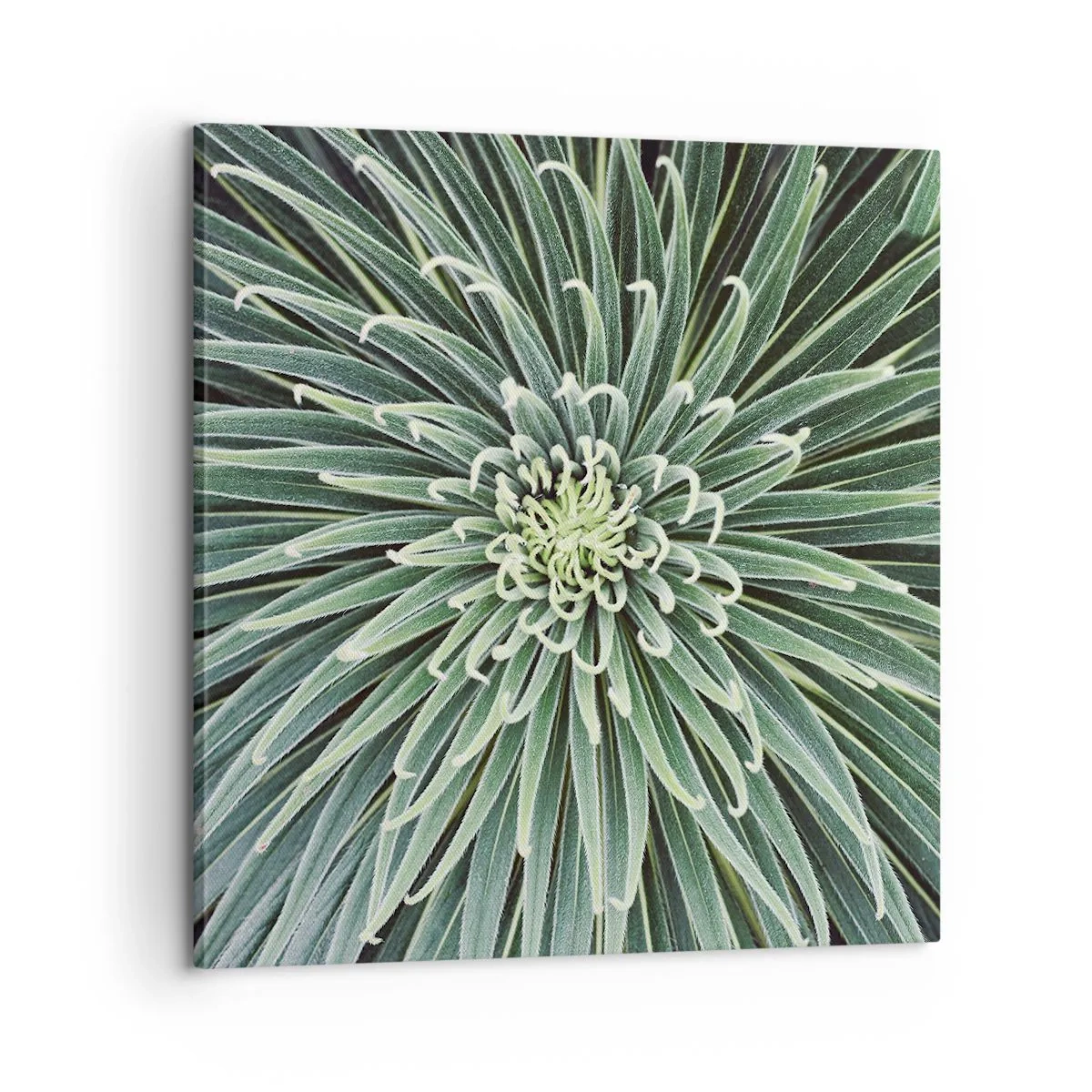 Cuadro sobre lienzo - Impresión de Imagen - El nacimiento de una estrella - 60x60 cm