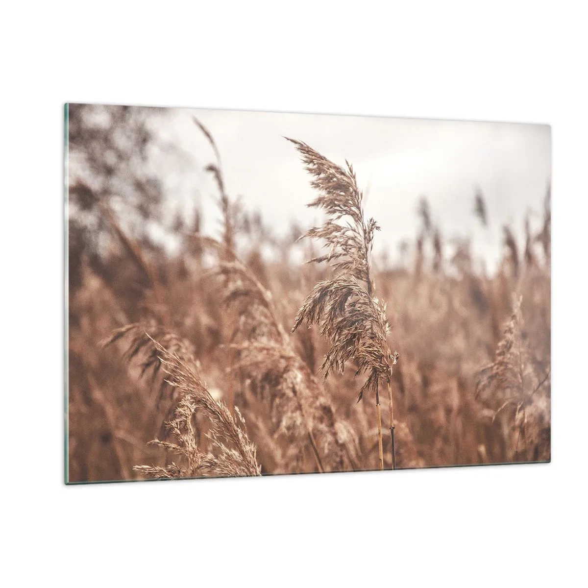 Cuadro sobre vidrio - Impresiones sobre Vidrio - Hierbas secas al viento bajo la luz otoñal de la naturaleza. - 120x80cm - El otoño ya está en los campos - Decoración de pared moderna para salón y dormitorio ARTTOR