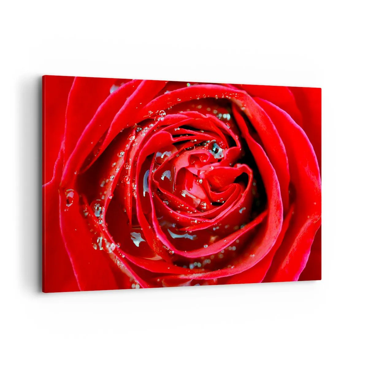 Cuadro sobre lienzo - Impresión de Imagen - Primer plano de una rosa roja con gotas de agua en los pétalos. - 100x70cm - En gotas de rocío - Decoración de pared moderna para salón y dormitorio ARTTOR