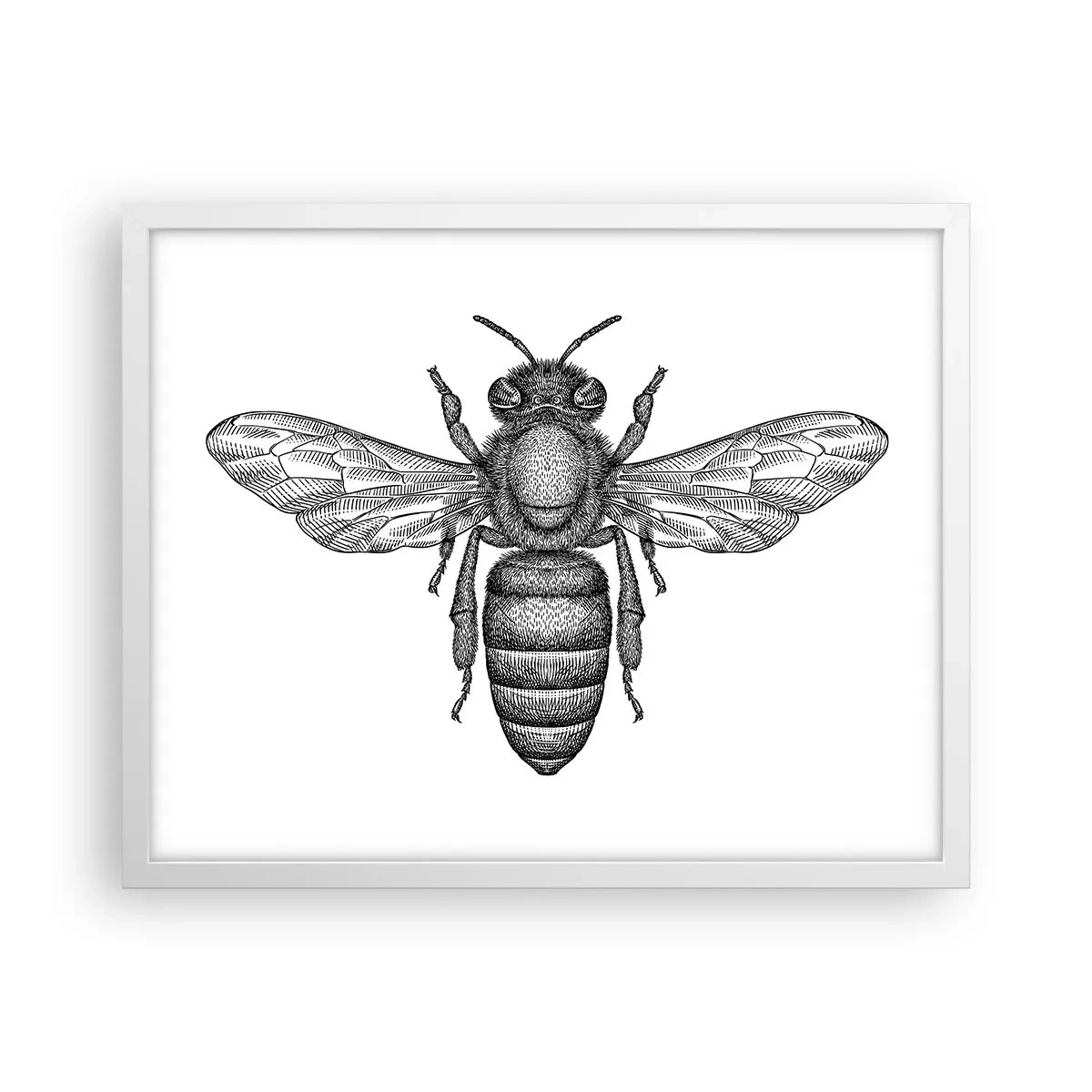 Póster en marco blanco - Retrato de insecto - 50x40 cm