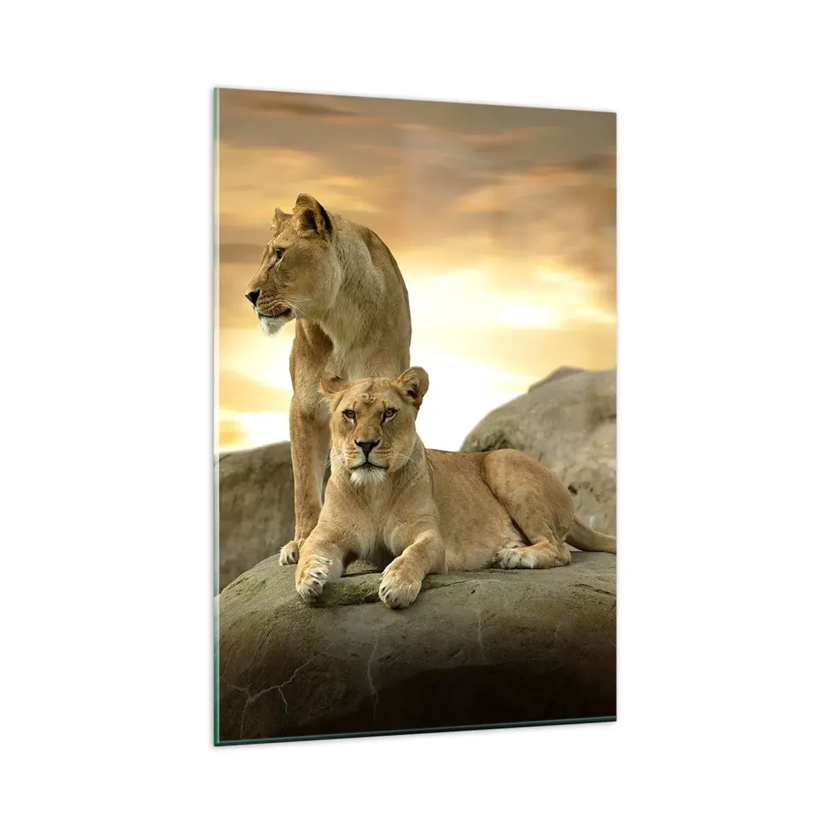 Cuadro sobre vidrio - Impresiones sobre Vidrio - Dos leonas descansando sobre una roca durante la puesta de sol - 80x120cm - Majestuosidad real - Decoración de pared moderna para salón y dormitorio ARTTOR