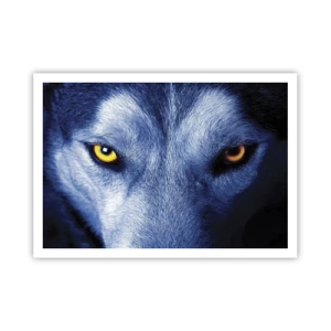 Póster - Primer plano de la intensa mirada de un lobo sobre un fondo oscuro. - 100x70cm - La mirada hipnótica - Decoración de pared moderna para salón y dormitorio ARTTOR