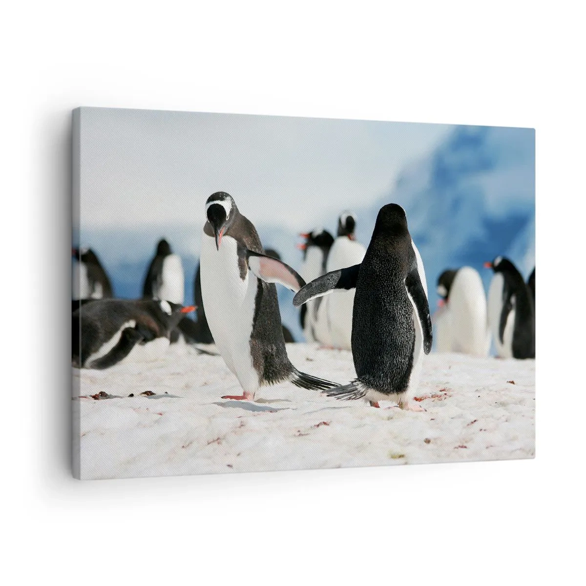 Cuadro sobre lienzo - Impresión de Imagen - Un grupo de pingüinos en la nieve en un paisaje antártico. - 70x50cm - Bailando en la nieve - Decoración de pared moderna para salón y dormitorio ARTTOR