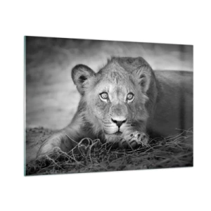 Cuadro sobre vidrio - Impresiones sobre Vidrio - Un cachorro de león en blanco y negro mirando a la cámara. - 100x70cm - Un cachorro real - Decoración de pared moderna para salón y dormitorio ARTTOR